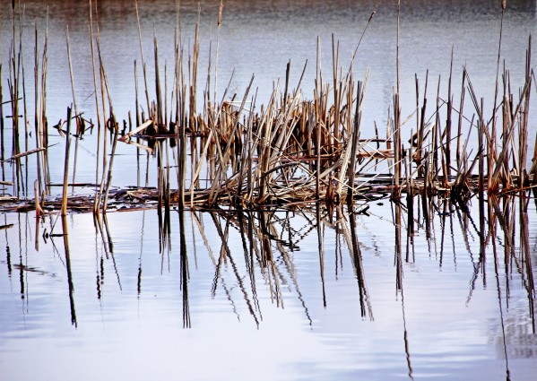 Cattail Abstract III by Deb Oppermann